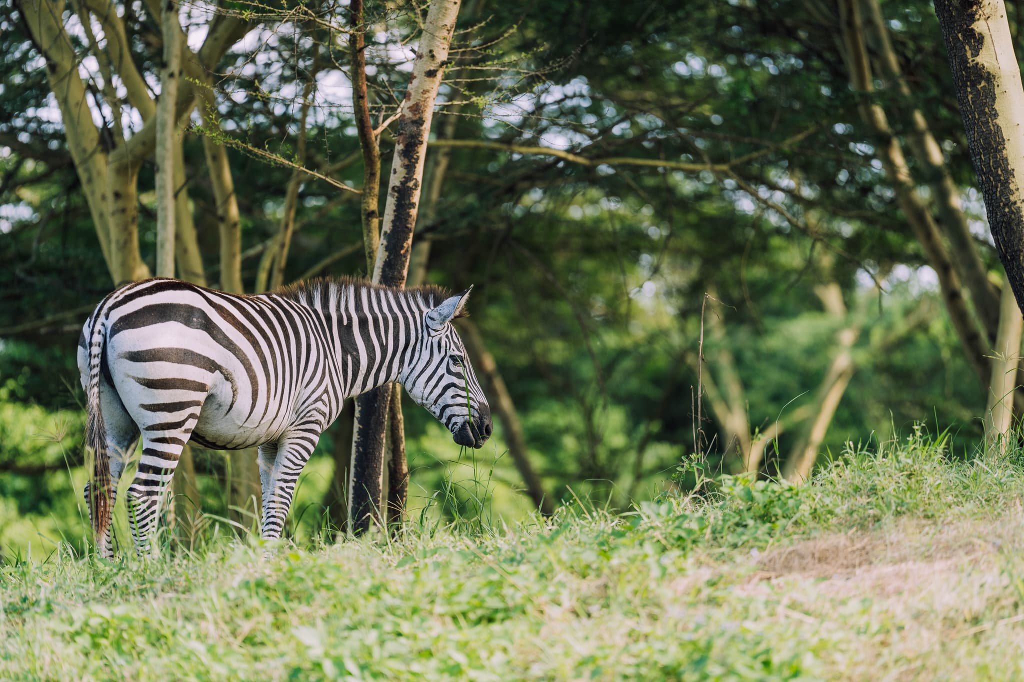 Wildlife at aya sophia